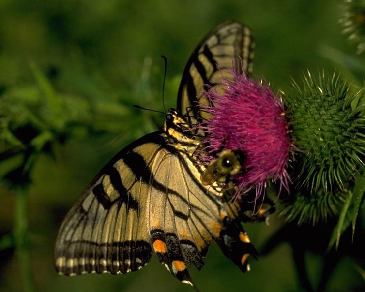 1280Butterfly534